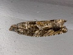 Raklekveldvikler (Epinotia nisella)