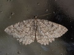 The Annulet (Charissa obscurata)
