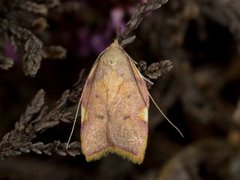 Long-horned Flat-body (Carcina quercana)