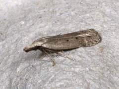 Scotch Crest (Dichomeris juniperella)