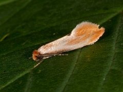 Rødgul reirmøll (Tinea semifulvella)