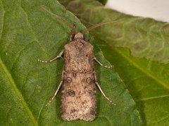 Brunpudret jordfly (Agrotis clavis)