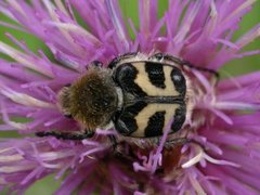 Humlebille (Trichius fasciatus)