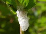 Plantesugere (Homoptera)