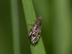 Båndfluer (Tephritidae)