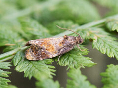 Barlindvikler (Ditula angustiorana)