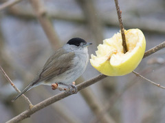 Blackcap (Sylvia atricapilla)