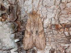 Pale Pinion (Lithophane socia)