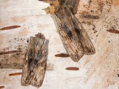 Pale Pinion (Lithophane socia)