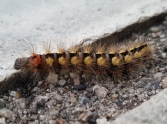 Blågrått kveldfly (Acronicta euphorbiae)