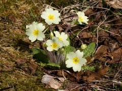 Kusymre (Primula vulgaris)