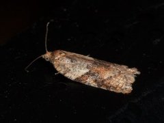 Bjørkeflatvikler (Acleris notana)