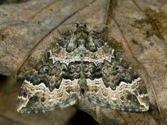 Water Carpet (Lampropteryx suffumata)