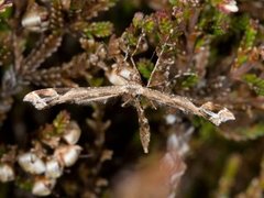 Beautiful Plume (Amblyptilia acanthadactyla)