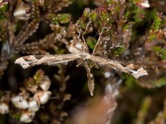 Lyngfjærmøll (Amblyptilia acanthadactyla)