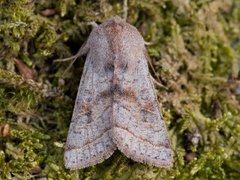 Brunbåndseljefly (Orthosia opima)