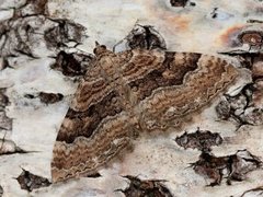 Scarce Tissue (Rheumaptera cervinalis)