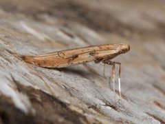 Caloptilia betulicola/elongella