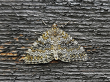 Sildrebergmåler (Entephria flavicinctata)