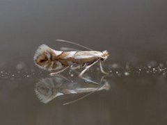 Rowan Midget (Phyllonorycter sorbi)