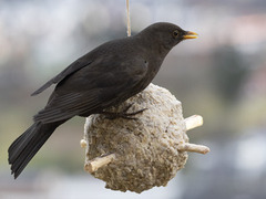 Svarttrost (Turdus merula)