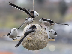 Stjertmeis (Aegithalos caudatus)