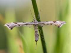 Triangle Plume (Platyptilia gonodactyla)