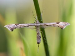 Hestehovfjærmøll (Platyptilia gonodactyla)