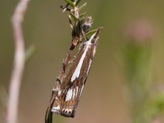 Myrnebbmott (Crambus alienellus)