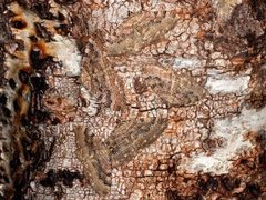 Scarce Tissue (Rheumaptera cervinalis)