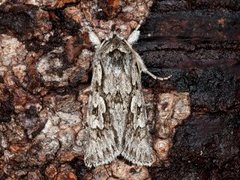 Early Grey (Xylocampa areola)