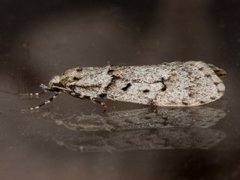 March Tubic (Diurnea fagella)