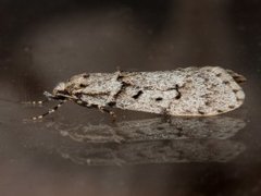 Vårdorskmøll (Diurnea fagella)