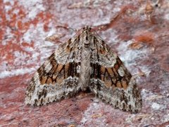 Barred Tooth-striped (Trichopteryx polycommata)