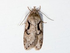 Dawn Flat-body (Semioscopis steinkellneriana)