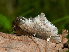 Brun vårtannspinner (Odontosia carmelita)