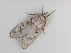 March Tubic (Diurnea fagella)