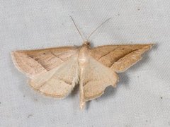 Brown Silver-line (Petrophora chlorosata)