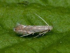 Phyllonorycter quercifoliella