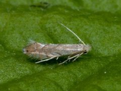 Phyllonorycter quercifoliella