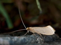 Large Long-horn (Nematopogon swammerdamella)
