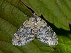 Yellow-barred Brindle (Acasis viretata)