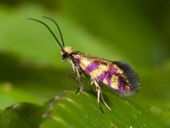 Red-barred Gold (Micropterix tunbergella)