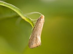 Large Long-horn (Nematopogon swammerdamella)
