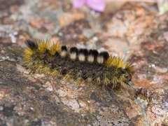 Heibørstespinner (Gynaephora fascelina)