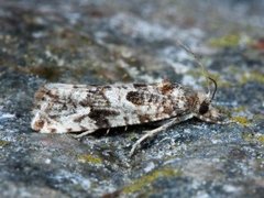 Strandskuddvikler (Lobesia littoralis)