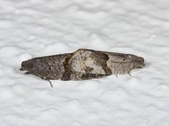 Dark-barred Tortrix (Syndemis musculana)