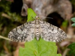 Grandvergmåler (Eupithecia tantillaria)