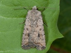Pale Mottled Willow (Caradrina clavipalpis)