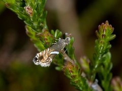 Sedge Fanner (Glyphipterix forsterella)